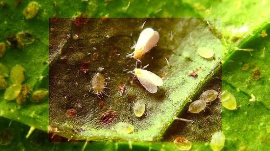 Bijela mušica - štetnik u povrću i cvijeću