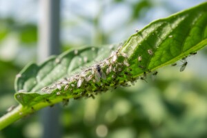 Bijela mušica - štetnik u povrću i cvijeću