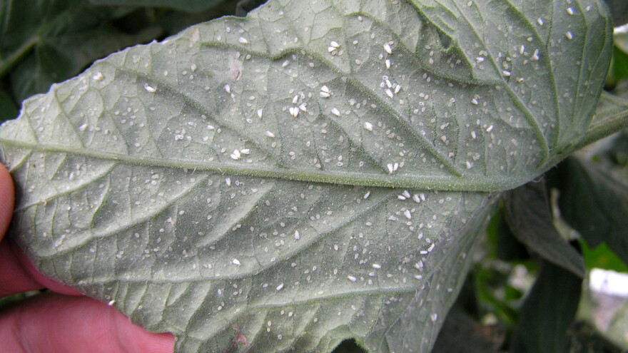 Štitasti moljac napada rajčicu, papriku i drugo povrće i cvijeće - kako ih suzbiti