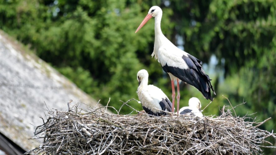 Rode su ugrožena vrsta, a opstanak im ovisi o načinu života na selu