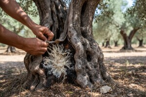Bijela trulež korijena stabla maslina