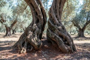Bijela trulež korijena stabla maslina