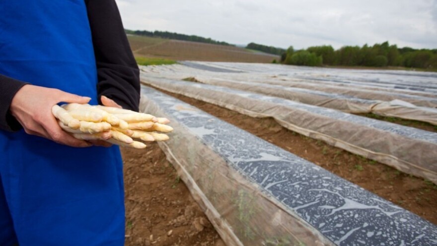 Umjesto u Njemačkoj, šparogu beru u Vinkovcima