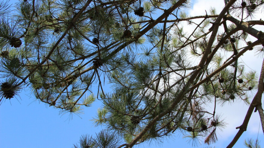 Anes Salman: Uredit ćemo šume na području Osanice