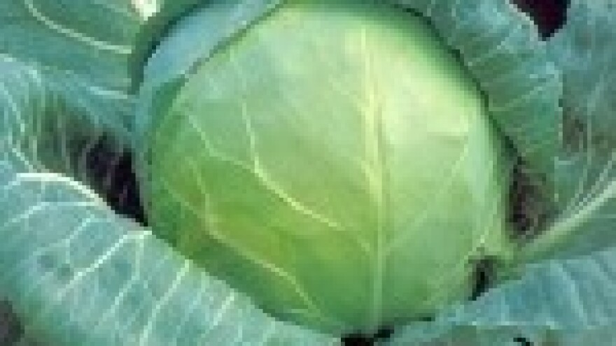 Zaštita kupusa prije novih oborina