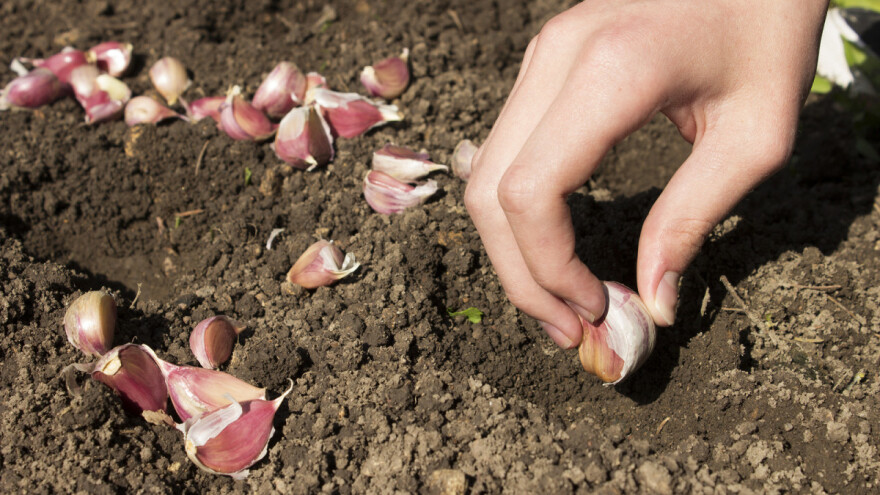 Od Sabora traže odgodu Zakona o sjemenu