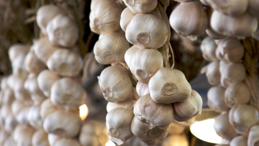 Trebinjac Vaso Milić prošle godine prodao 4 tone bijelog luka, ove godine će posaditi više od 350 kg