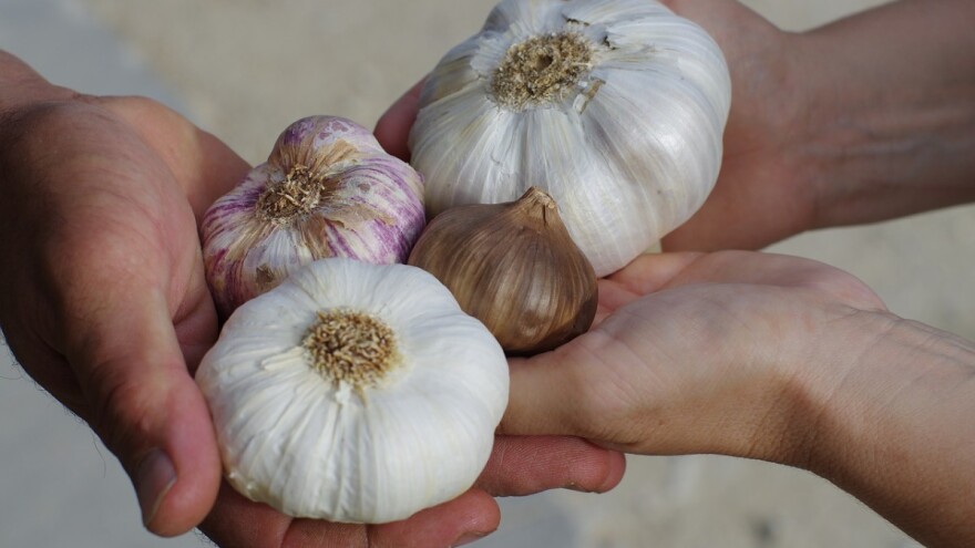 Češnjaka sve više na tržištu, Kinu čeka katastrofa?