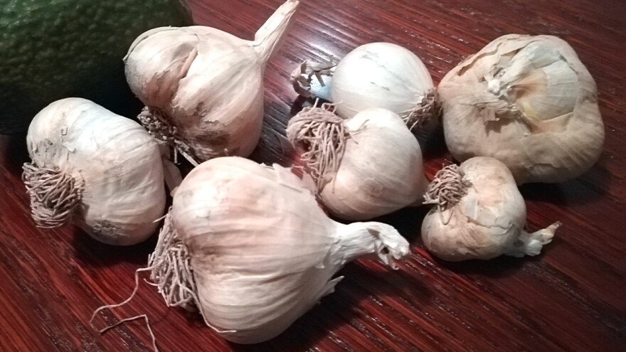 Bijeli luk posađen u proljeće je zdraviji i manje se kvari