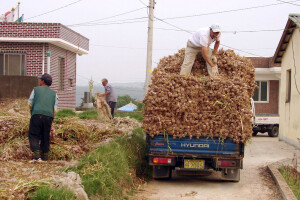 Cijena češnjaka sve niža, predviđa se da će još padati