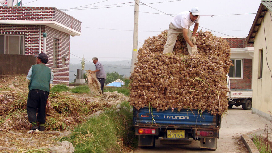 Cijena češnjaka sve niža, predviđa se da će još padati