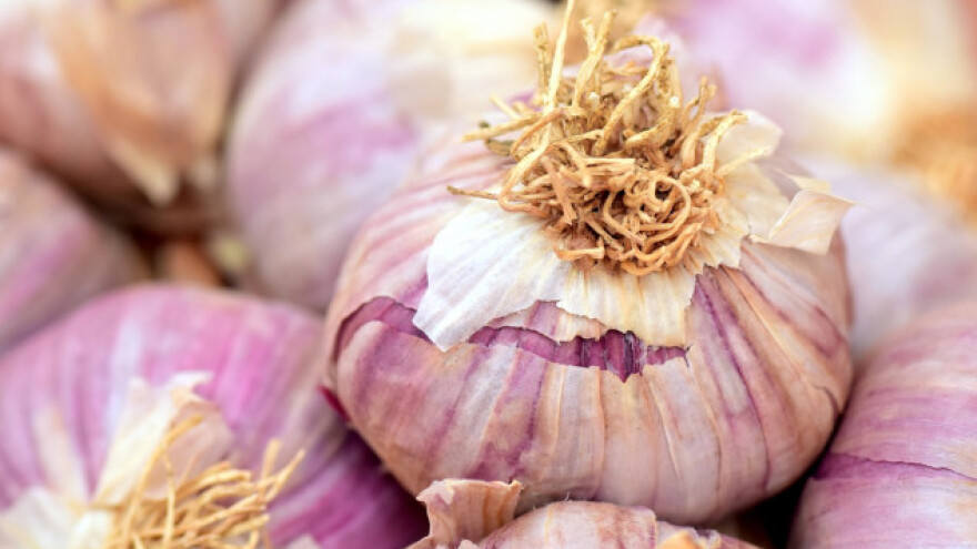 U Ljubinju otvoren pogon za preradu bijelog luka