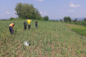 Ajdin Mešić uzgaja bijeli luk, a želja mu je mreža kooperanata