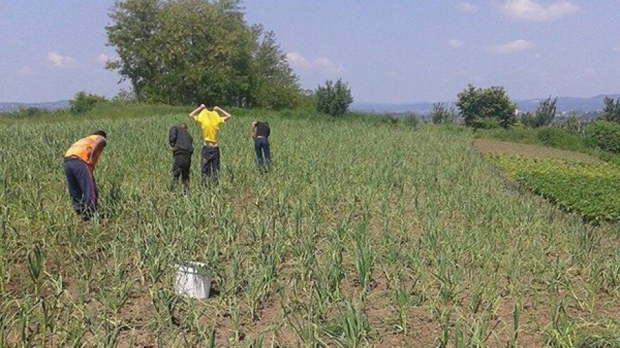 Ajdin Mešić uzgaja bijeli luk, a želja mu je mreža kooperanata