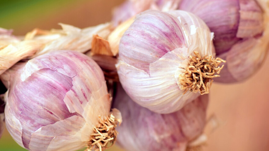 Traže 10 kooperanata za proizvodnju bijelog luka