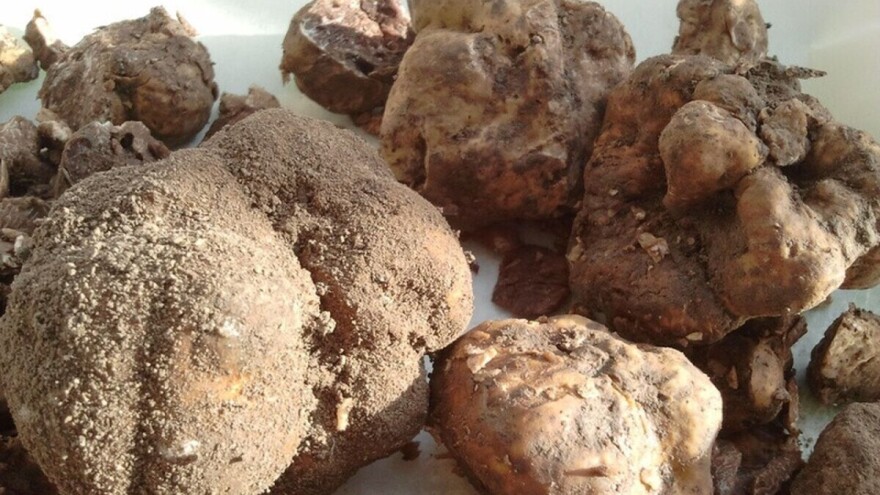 Bosanske šume bogate skupocenim tartufima