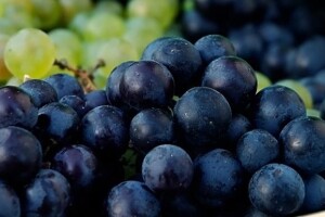 U Slavoniji urod grožđa bolji nego u Dalmaciji