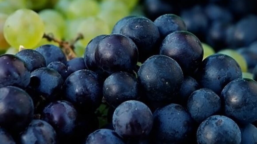 U Slavoniji urod grožđa bolji nego u Dalmaciji