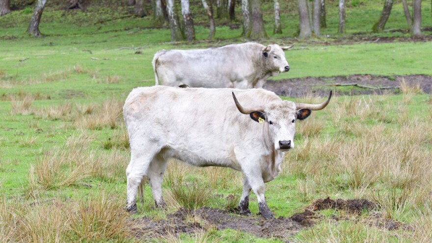 U Pazinu potpišite memorandum o očuvanju izvornih pasmina!