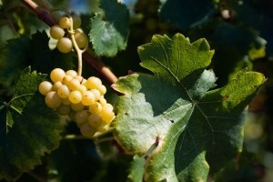 Proces prerade bijelog grožđa