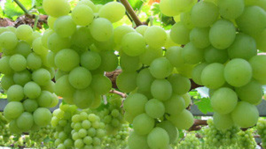 Odličja iločkim vinima