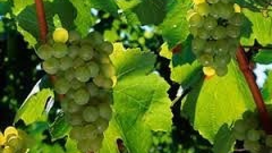 Zaštita slavonskih vinograda