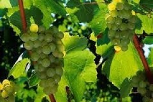 Tuča na području Moslavine oštetila vinovu lozu