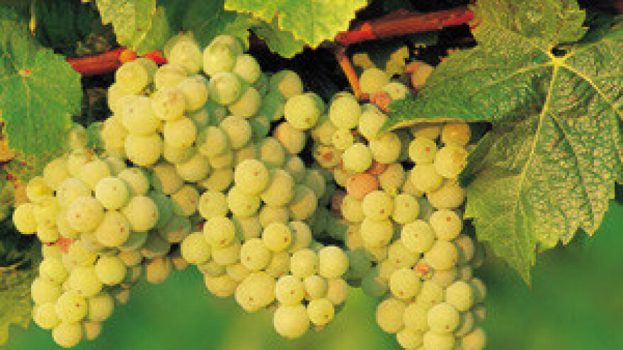 Enjingi otkrio svoje novo vinsko blago