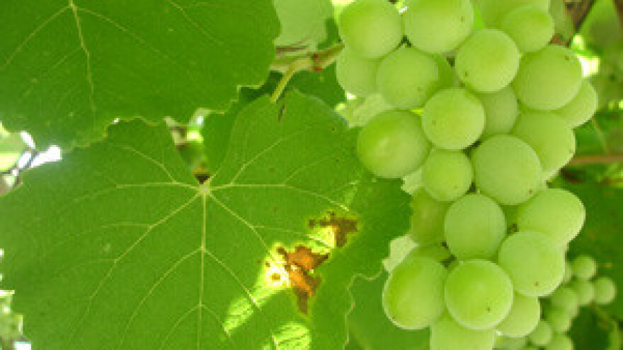 Malvazije iznimne kvalitete