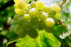 Cmrečnjak - vinogradarska obitelj