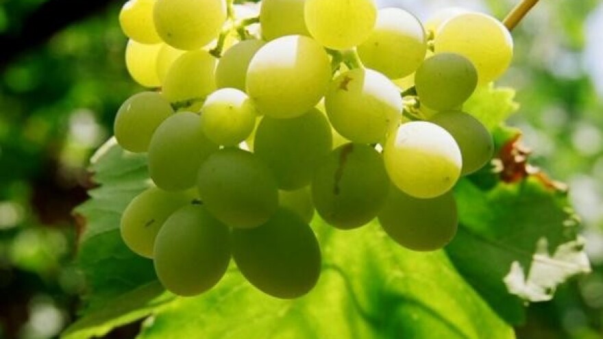 Cmrečnjak - vinogradarska obitelj