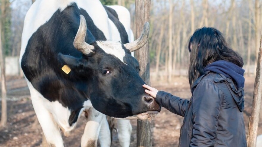 Bikovi u pohodu na zemlju i strojeve!