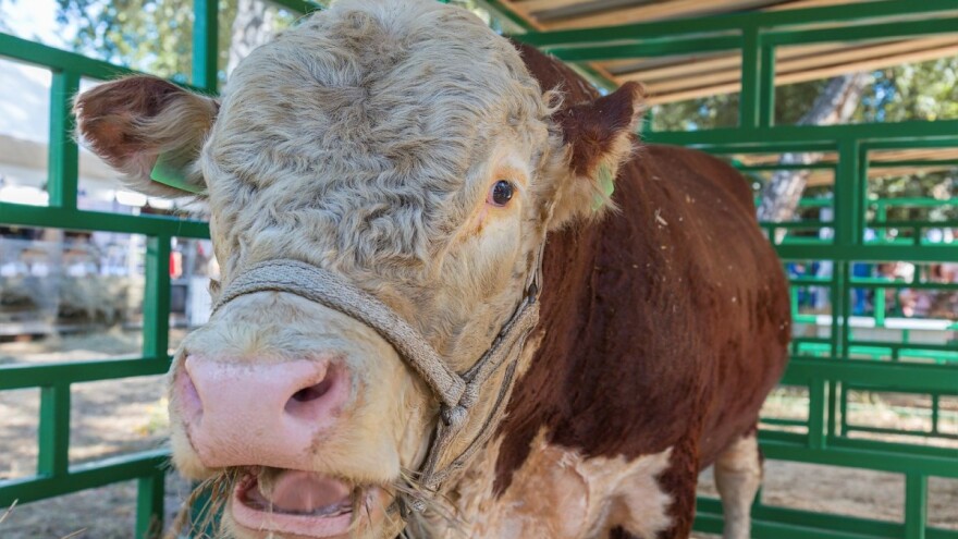 Uvozimo bikovo sjeme po 1.000 KM/kg, stočari se žale da je lošeg kvaliteta
