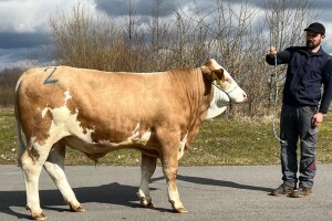 Bik prodan za 144.000 eura