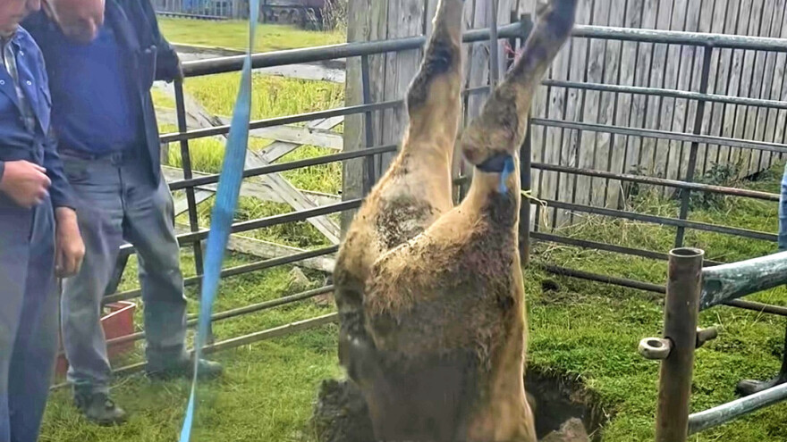 Bik upao u vrtaču, izvlačili ga na stražnje noge