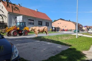 Odbegli bik napravio pometnju, vozače upozoravali: "Pripazite, gromada na putu"