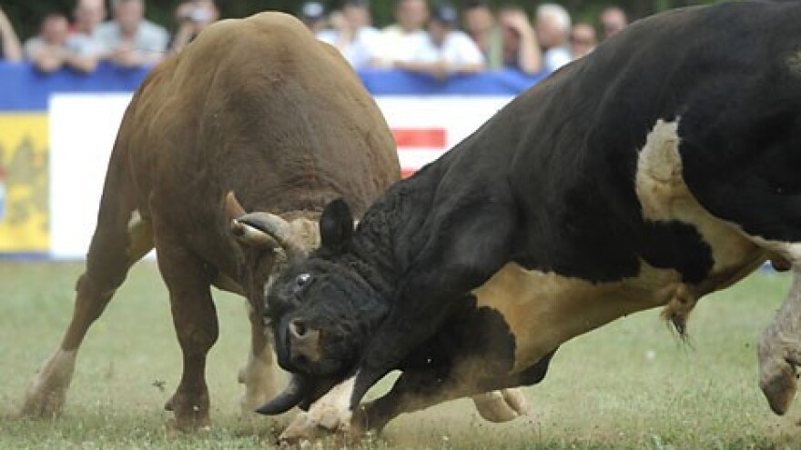 Kiša ne smeta bikovima