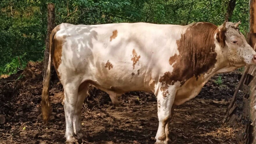 Razjareni tuđi bik se "uselio" na tovnu farmu u Tesliću: Niko nije nadležan?