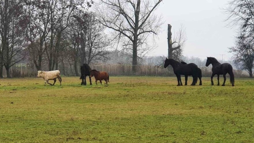 Odbjegli bik Joza udomljen i uživa s konjima na pustari Višnjica