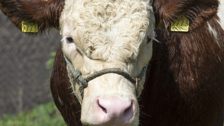Bik Masiv Pp prvi bezrožni bik iz hrvatskog uzgojnog programa!
