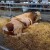 Poskupjela stoka, a najviše bikovi - objavljene cijene na sajmovima