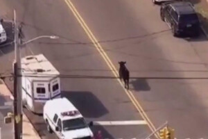 Policija tri sata lovila bika po ulicama New Yorka!