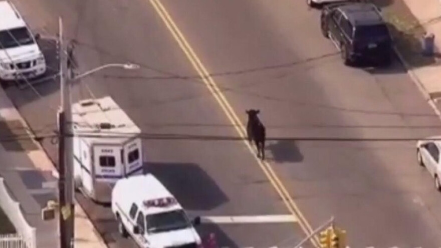 Policija tri sata lovila bika po ulicama New Yorka!