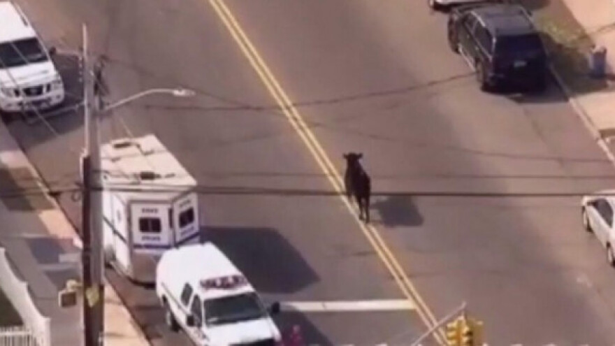 Policija tri sata lovila bika po ulicama New Yorka!