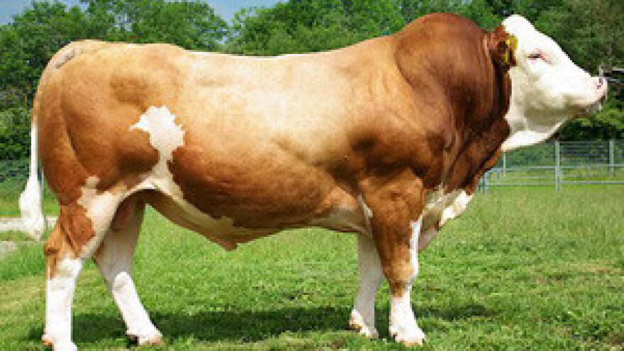 Bikovsko sjeme iz Osijeka za tržišta Europske unije