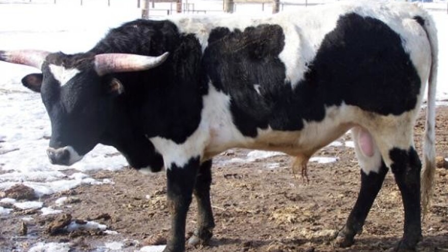 Hrvatska izvozi 2.300 bikova u Egipat