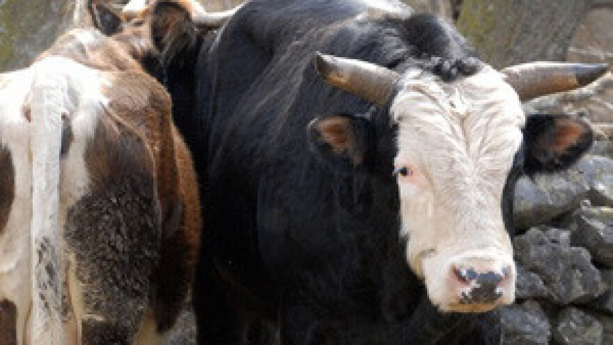 Jakovina 2013. zabranjuje borbe bikova u Dalmaciji