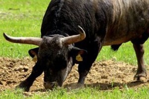 Sabor odobrio domaću koridu