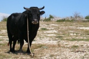 Bikijada u Radošiću