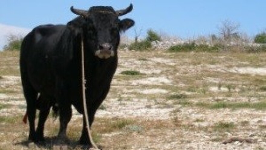 Bikijada u Radošiću